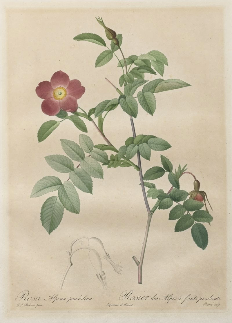 Rosa alpina pendulina - Cleveland Museum of Art